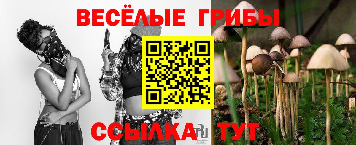 Тимашёвск  Псилоцибиновые грибы Cubensis  Вход с VPN  Галлюциногенные грибы MAGIC MUSHROOMS 
